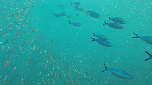 School of Fish - Swarm of Fish