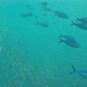 School of Fish - Swarm of Fish - VideoHive Item for Sale