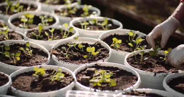 Agriculture - Sorted Pots with Seedlings in Greenhouse alt