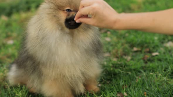 Hand of Unrecognisable Person is Feeding a Pomeranian Spitz Dog