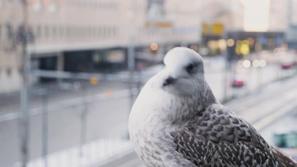 Herring Gull Looking Around With Blurred Traffic In City In Background At Daytime. - selective focus alt