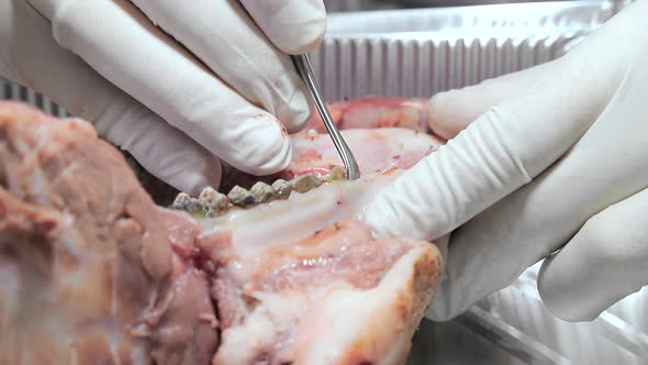 Trainee Dentist, Close-up Practicing Dental Treatment on a Mock-up of a Pig's Jaw. Close-up Makes an alt