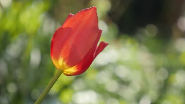 Flower bulbs of Tulipa gesneriana in the garden slow-mo  1920X1080 HD footage - Red  tulip lily plan alt