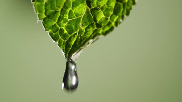 Mint Leaf Closeup alt