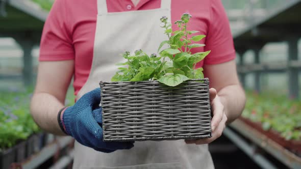 Unrecognizable Male Worker Walking with Flower Box in Greenhouse. Mid-adult Caucasian Man in Apron alt