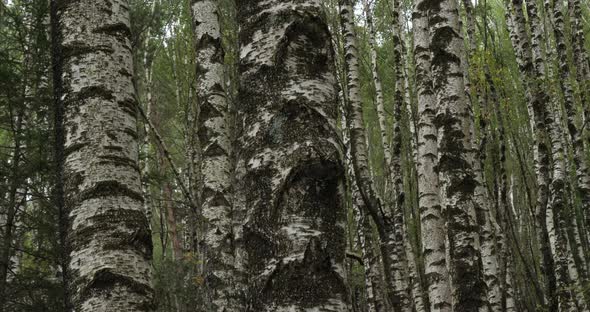 Birch forest near Le Plan de Monfort, the Cevennes National park, Lozere department, France alt