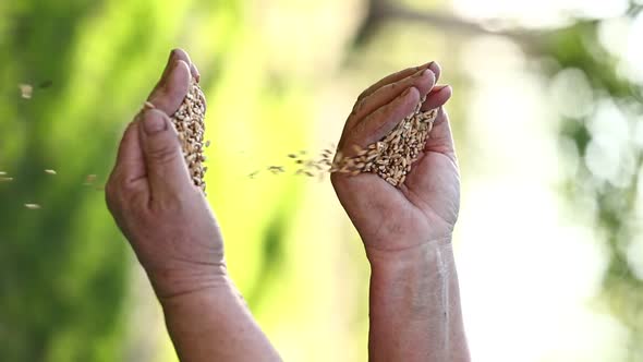 Slow motion women's hands pour wheat grains through their fingers. Spring harvest from the fields. 