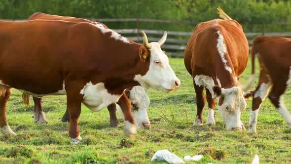 Cows graze in the meadow and eat grass.