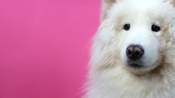 A cute funny dog ​​posing in the camera, Samoyed dog on a pink background.