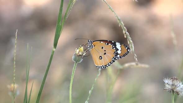 A closeup shot of a butterfly on a wildflower.