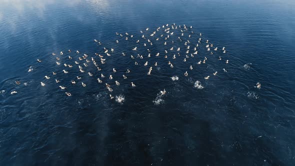Aerial. Flock of White and Gray Ducks Floating on a River. Diving in the Water As They See Drone