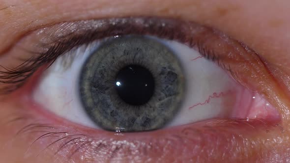 Closeup of the Contraction of the Gray Pupil of the Human Eye in ...