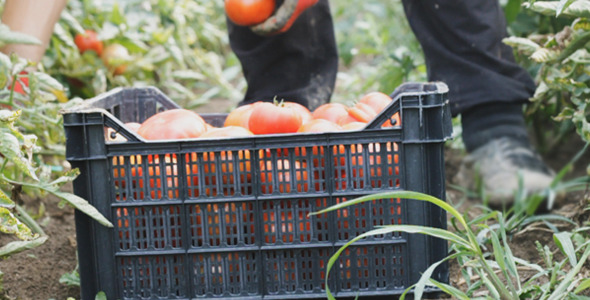Harvest Helper Picking Up Fresh Tomatoes