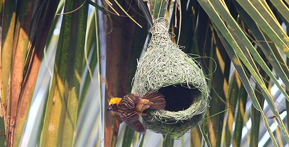 Baya Weaver (Ploceus philippinus) Nesting