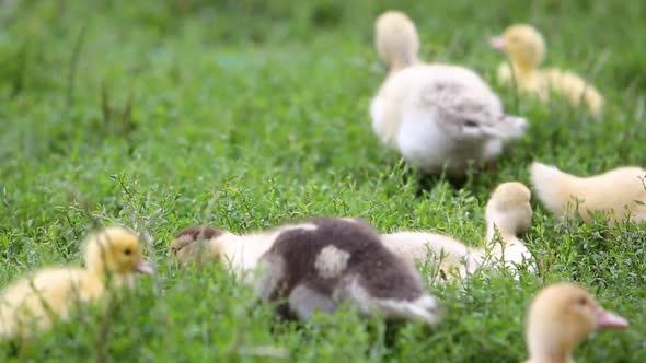 Big Ducks and Small Ducklings Feeding Outdoors in Farm Yard alt