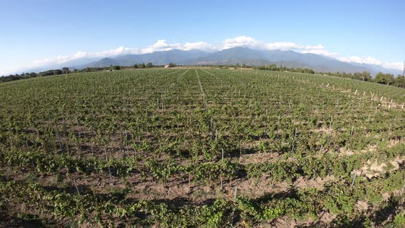 Aerial flight over beautiful vineyard landscape in Kvareli, Georgia alt