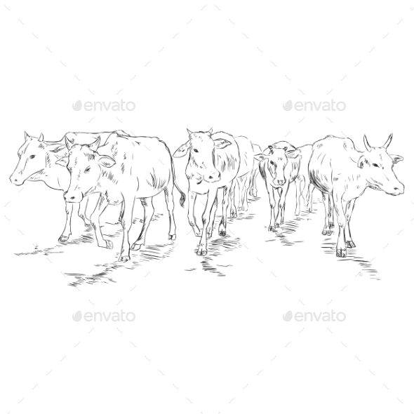 Vector Sketch Cow Herd