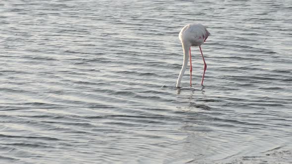Funny Flamingo Comically Looking for a Feed