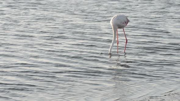 Funny Flamingo Comically Looking for a Feed alt