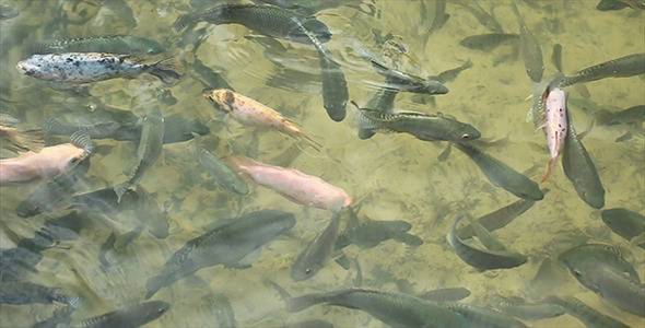 Fish in The Pond 09