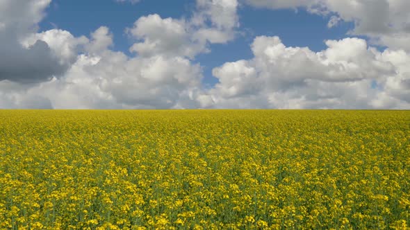Canola Rapeseed Field in Sunny Day. Blooming Canola, Rape on the Field in Summer alt