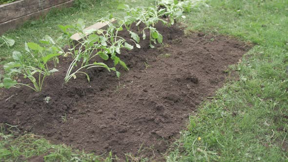 Gardener making row to plant turnips in field alt