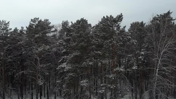 Aerial Winter Landscape with Pine Trees of Snow Covered Forest in Cold Weather