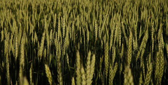 Windy Wheat Field alt