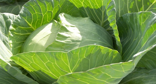 cabbage