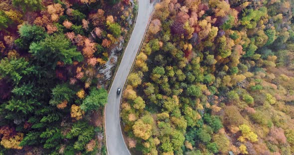 Overhead Aerial Top View Over Car Travelling on Road in Colorful Autumn Forest