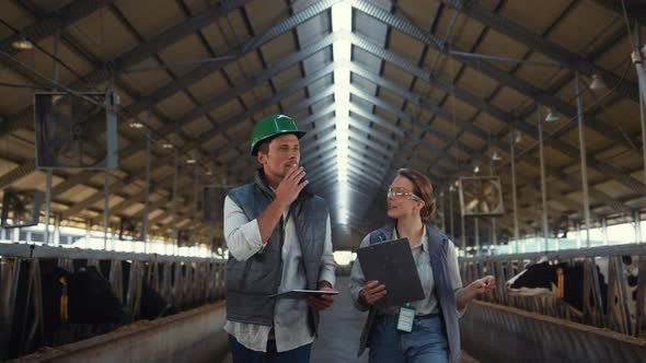 Livestock Team Walking Cowshed Aisle Inspecting Dairy Farm Facility Together alt