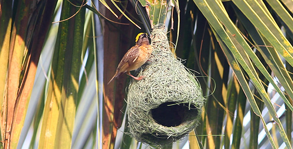 Baya Weaver (Ploceus philippinus) Nesting 03