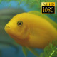 Tropical Fish In Aquarium 9 - VideoHive Item for Sale