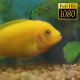 Tropical Fish In Aquarium 10 - VideoHive Item for Sale