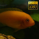 Tropical Fish In Aquarium 12 - VideoHive Item for Sale