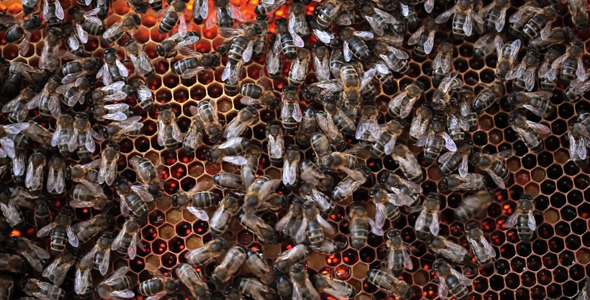 Behind Honeycomb alt