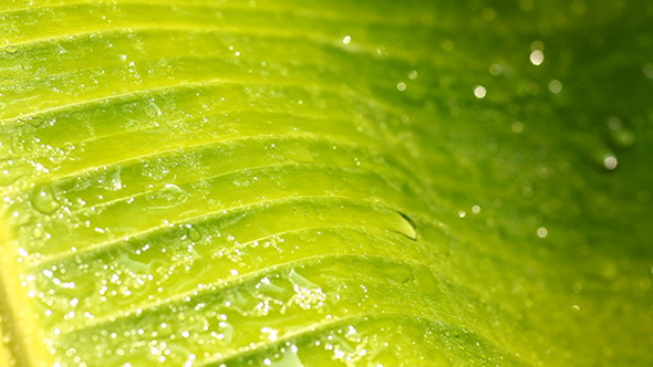 Green Leaf In Nature 224