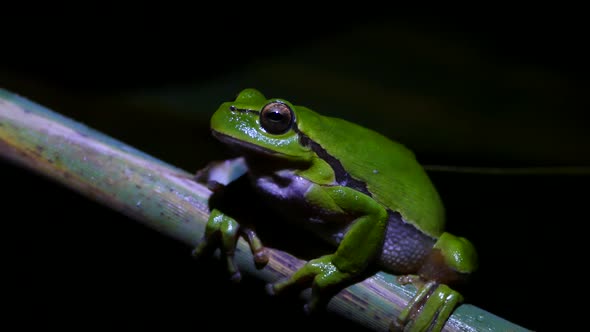 Green tree frog sitting on a branch at night  alt
