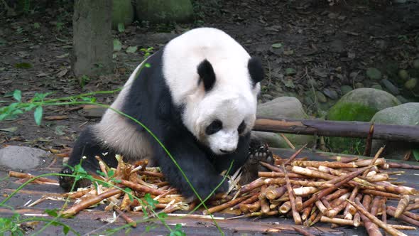 Giant Panda Eating Bamboo, Slow Motion