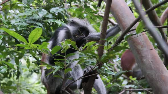 Red Colobus Monkey Sitting on Branch in Jozani Tropical Forest Zanzibar Africa alt