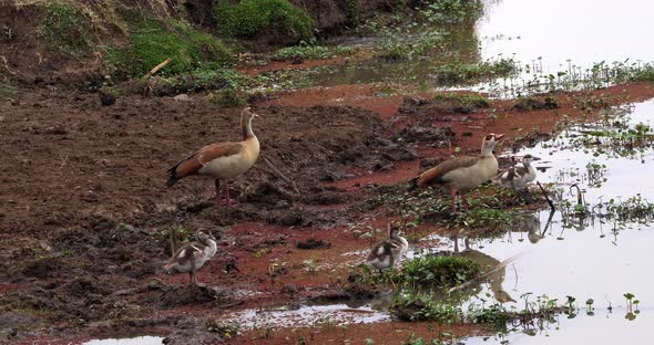 Egyptian Goose, alopochen aegyptiacus, Male with Female and Goslings, real Time 4K alt