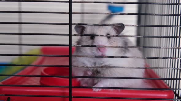 Cute Fluffy Hamster Sits in His Cage Sleepy Hamster Lies Down