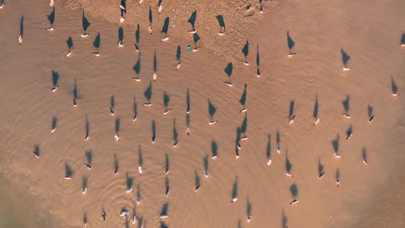 Seagulls Swim in Shallow Water Top Air View