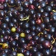 Close-up of ripe black currants collected in a plate. Harvest of berries on a summer day. harvesting - VideoHive Item for Sale