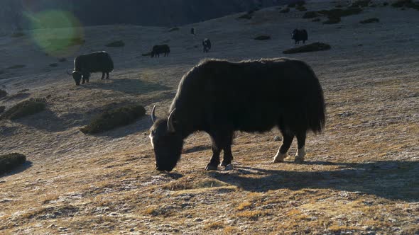 Black Yaks on the Way To Everest Base Camp. alt