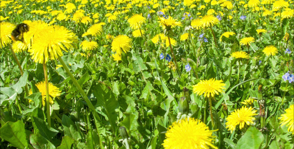 Dandelion Field And Bumblebee
