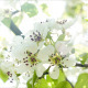 Cherry Blossoms On Sun 1 Cherry Blossoms On Sun 1 - VideoHive Item for Sale