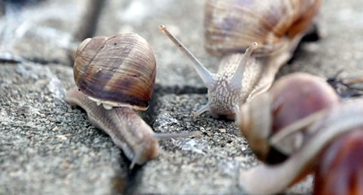 Snails