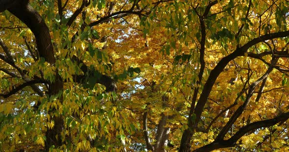 Maclura pomifera, commonly known as the Osage orange, hedge, or hedge apple tree alt