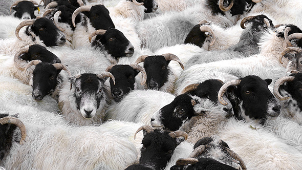 Countless Sheep Crammed Together alt